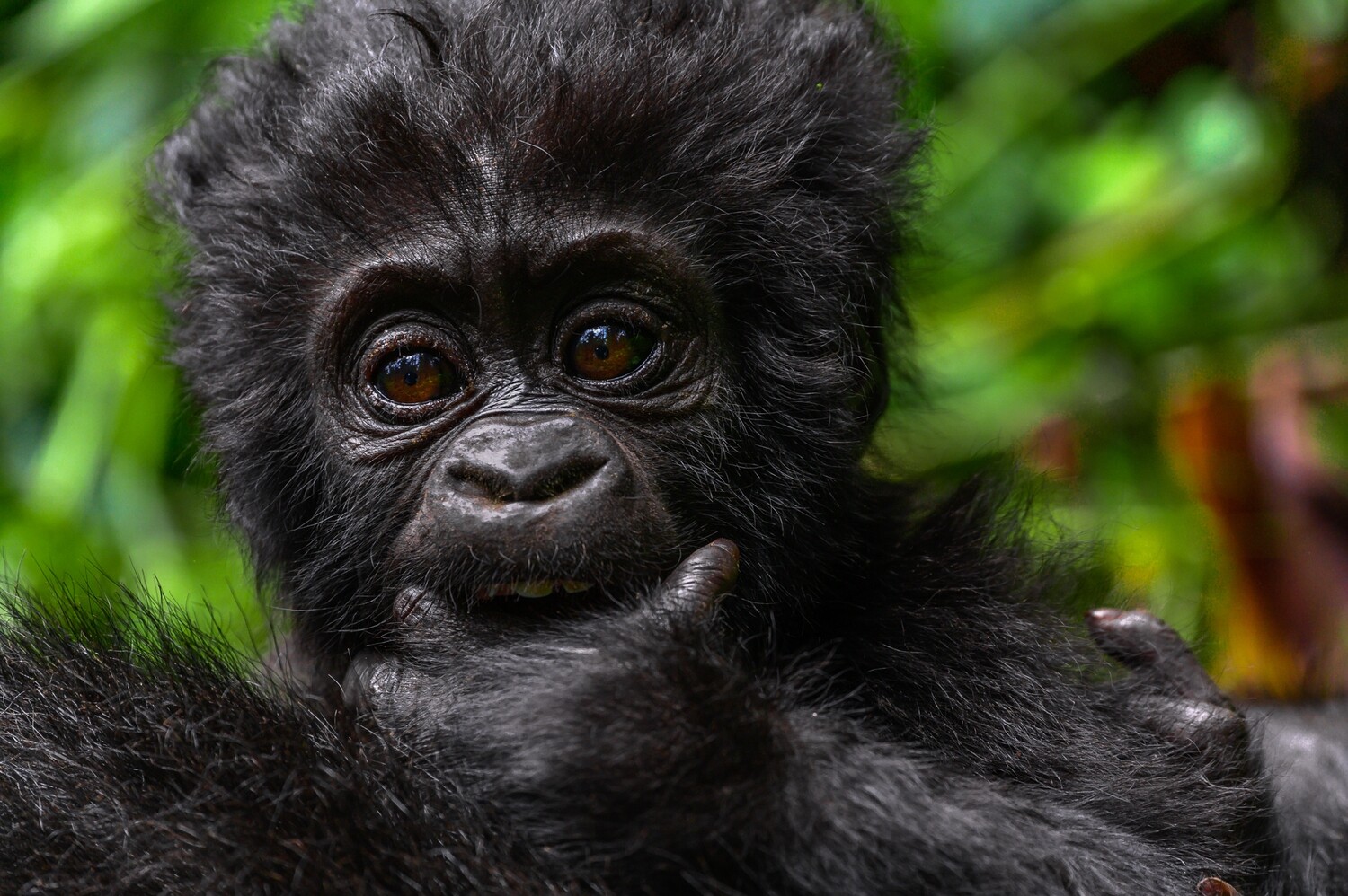 OMUGANA, STORIES FROM NKURINGO (EBOOK). ALL PROFITS TO THE CHILDREN OF BWINDI.