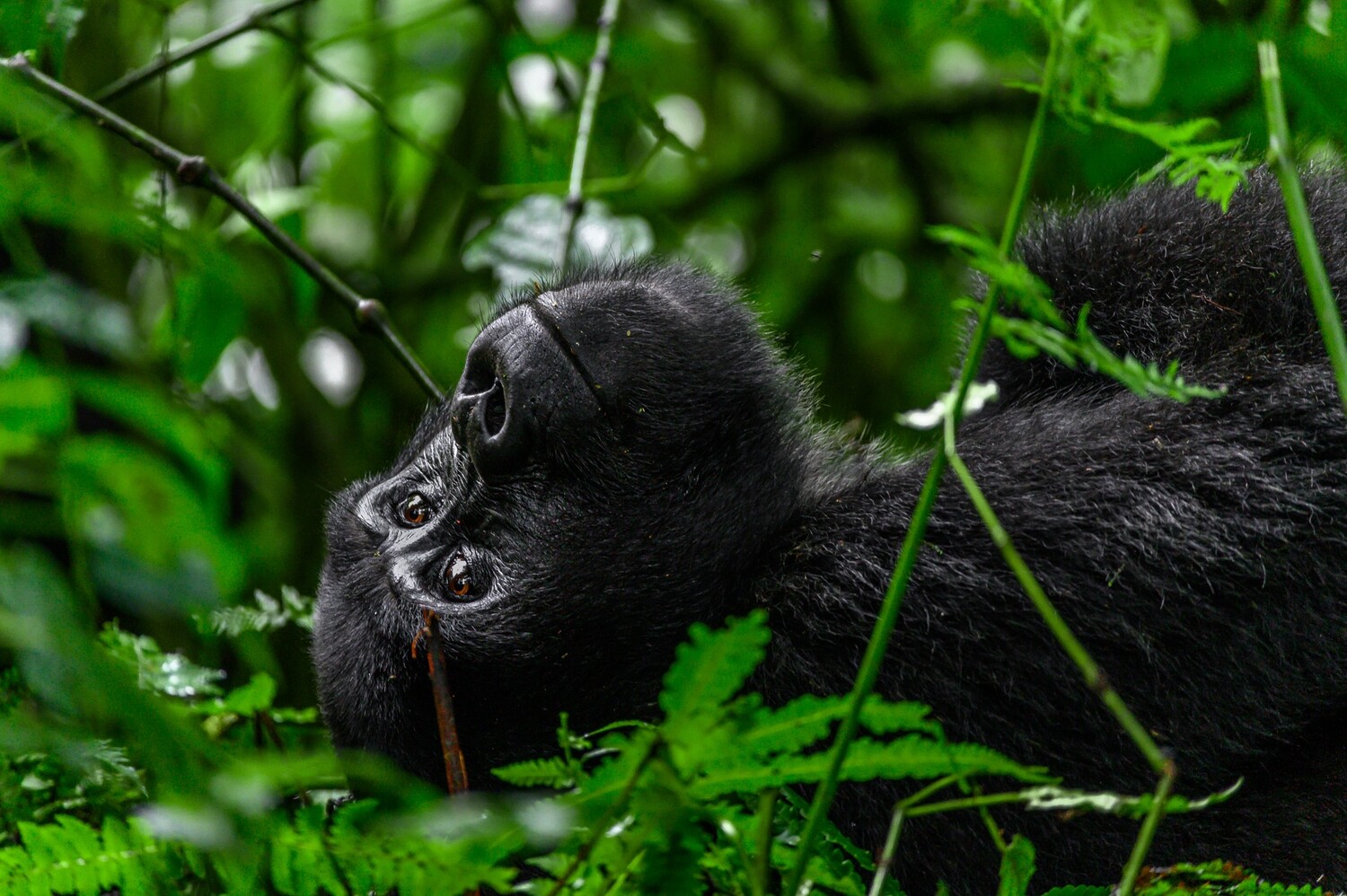 OMUGANA, STORIES FROM NKURINGO (EBOOK). ALL PROFITS TO THE CHILDREN OF BWINDI.