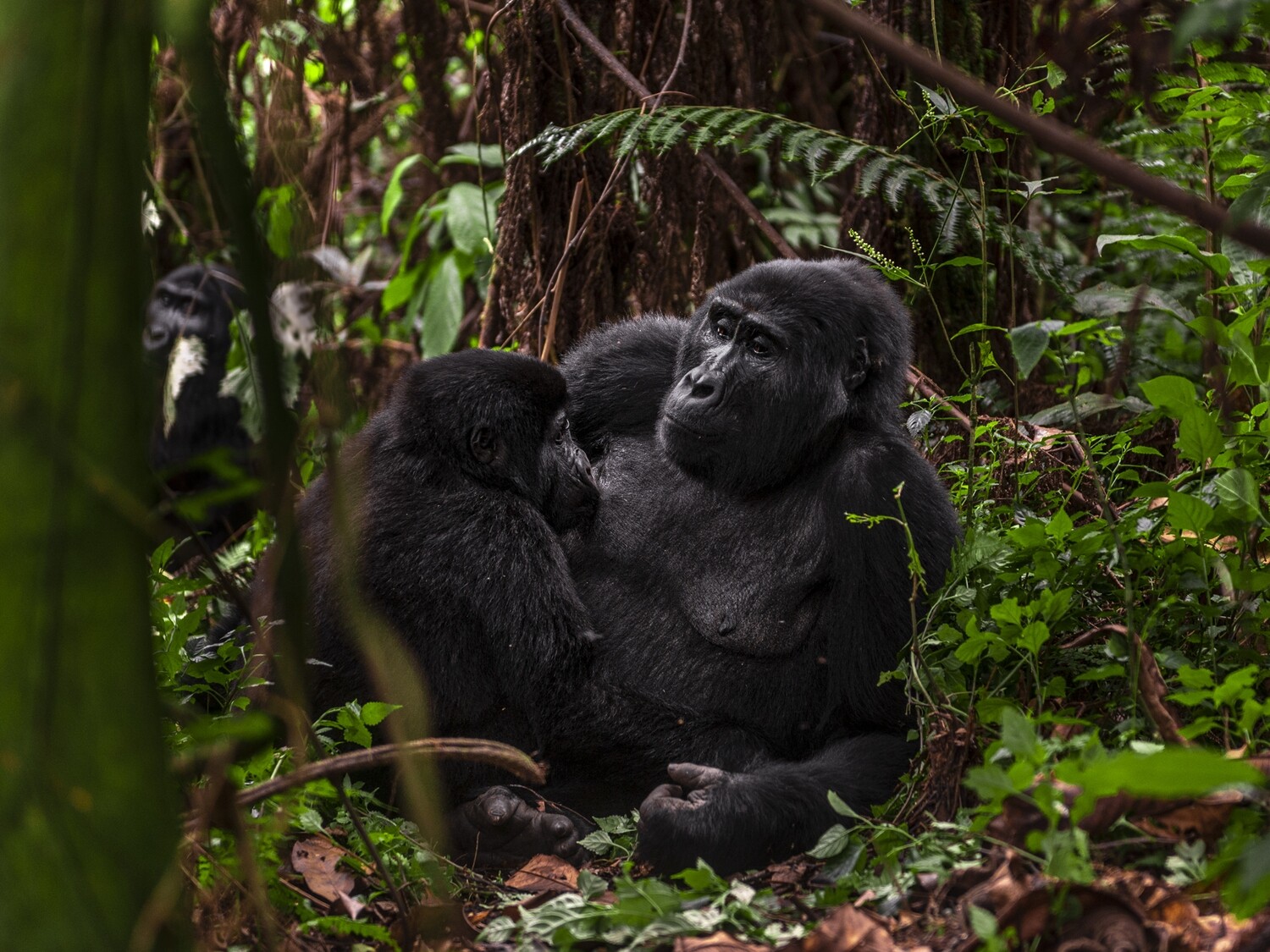 OMUGANA, STORIES FROM NKURINGO (EBOOK). ALL PROFITS TO THE CHILDREN OF BWINDI.