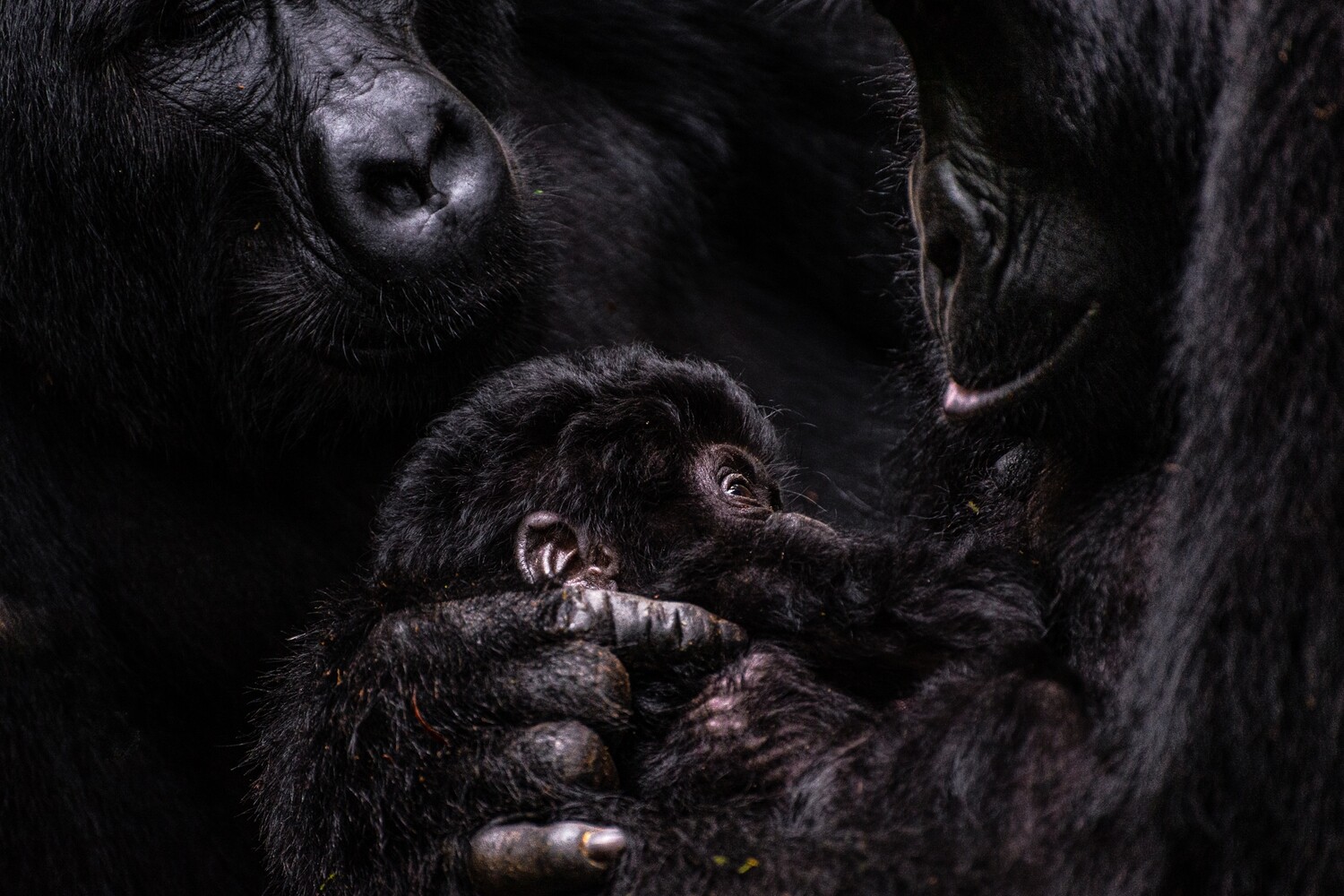 OMUGANA, STORIES FROM NKURINGO (EBOOK). ALL PROFITS TO THE CHILDREN OF BWINDI.