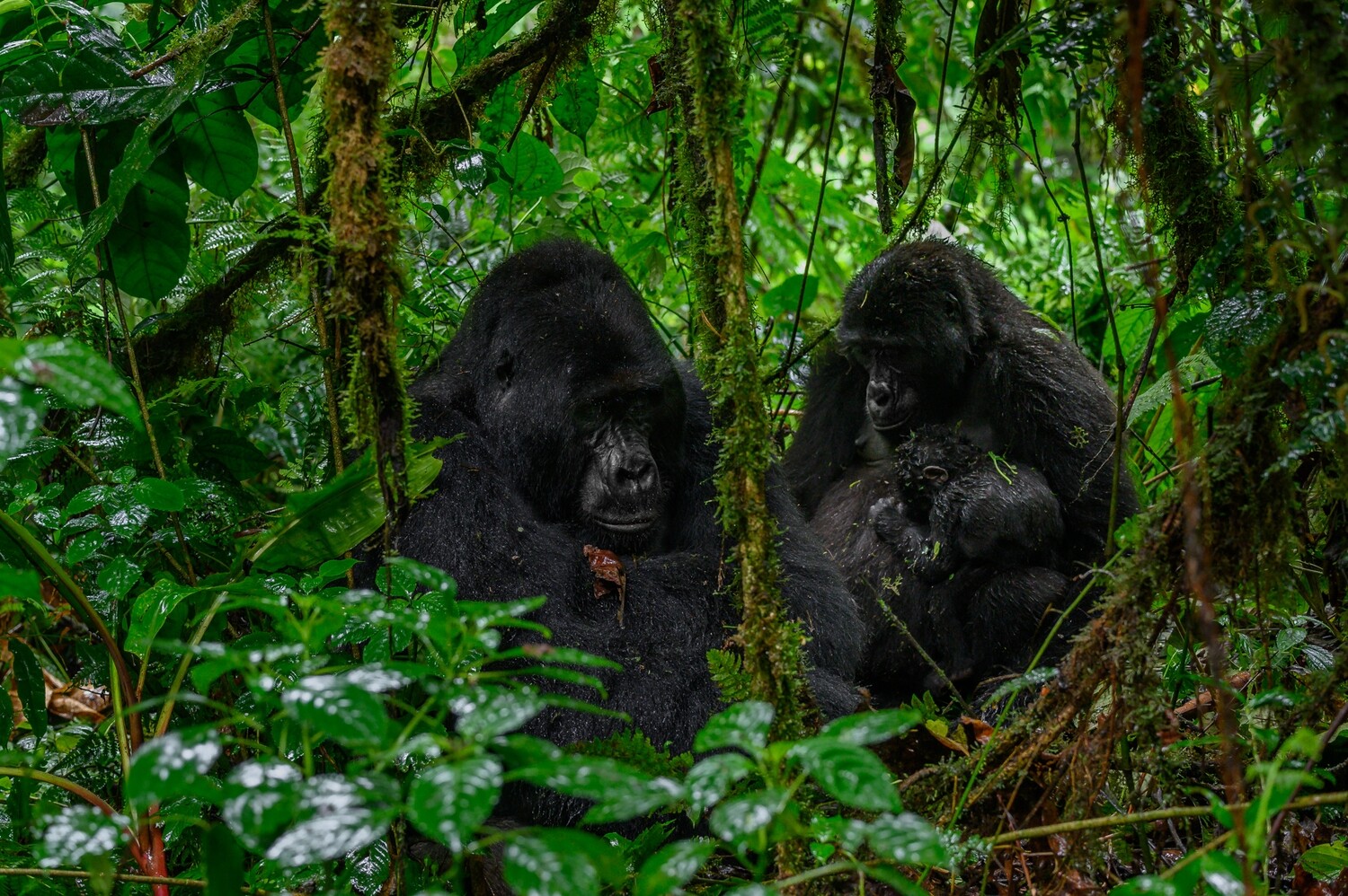 OMUGANA, STORIES FROM NKURINGO (EBOOK). ALL PROFITS TO THE CHILDREN OF BWINDI.