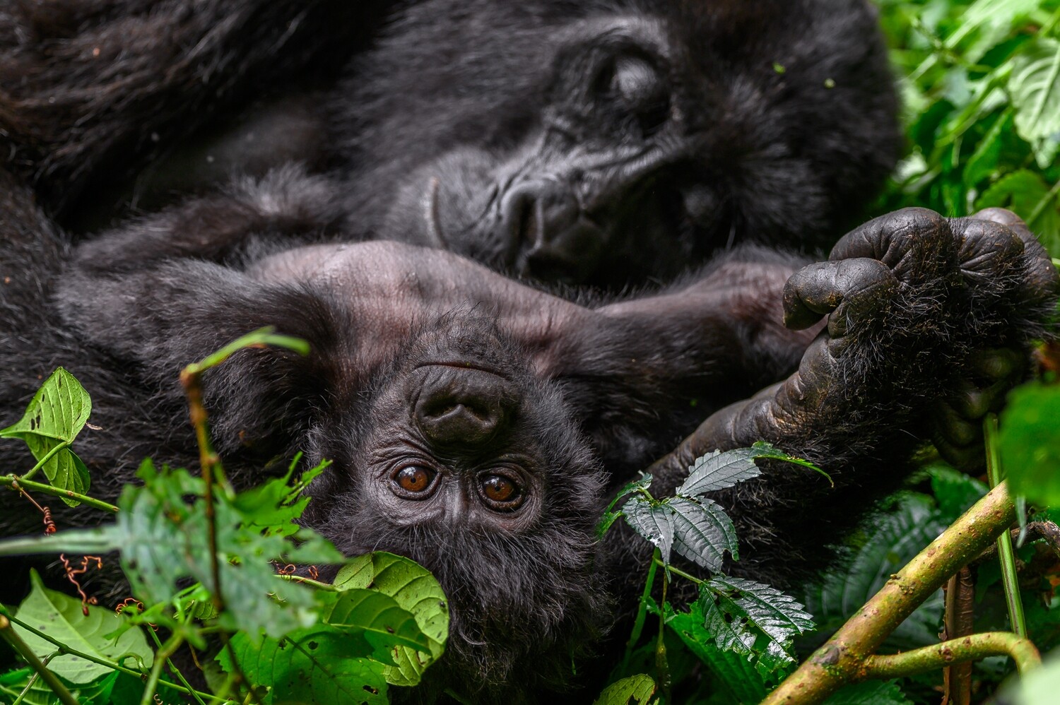 OMUGANA, STORIES FROM NKURINGO (EBOOK). ALL PROFITS TO THE CHILDREN OF BWINDI.