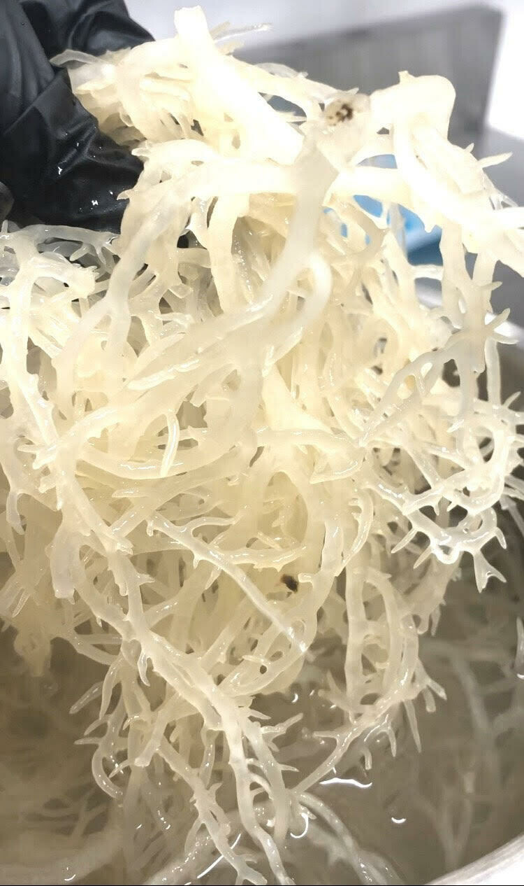 100% Organic Wildcrafted Golden Sea Moss (50g)