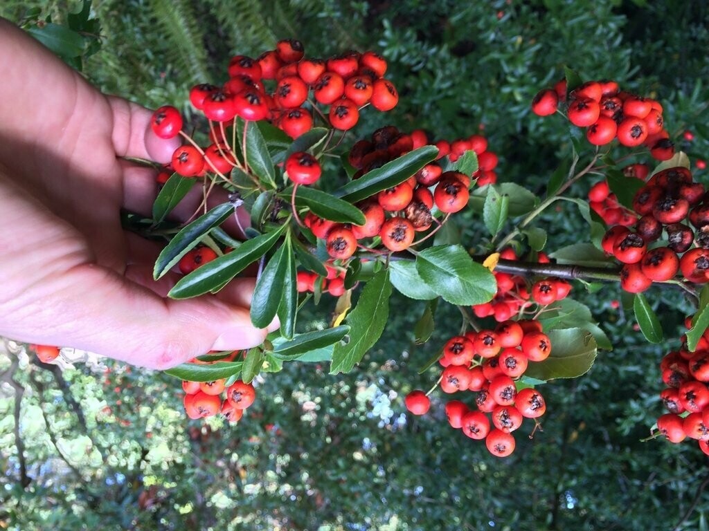 Are Pyracantha Berries Poisonous?