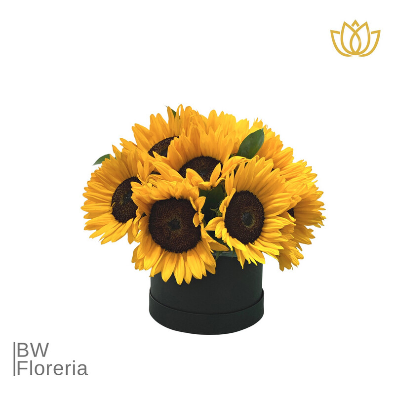 Box de Girasoles