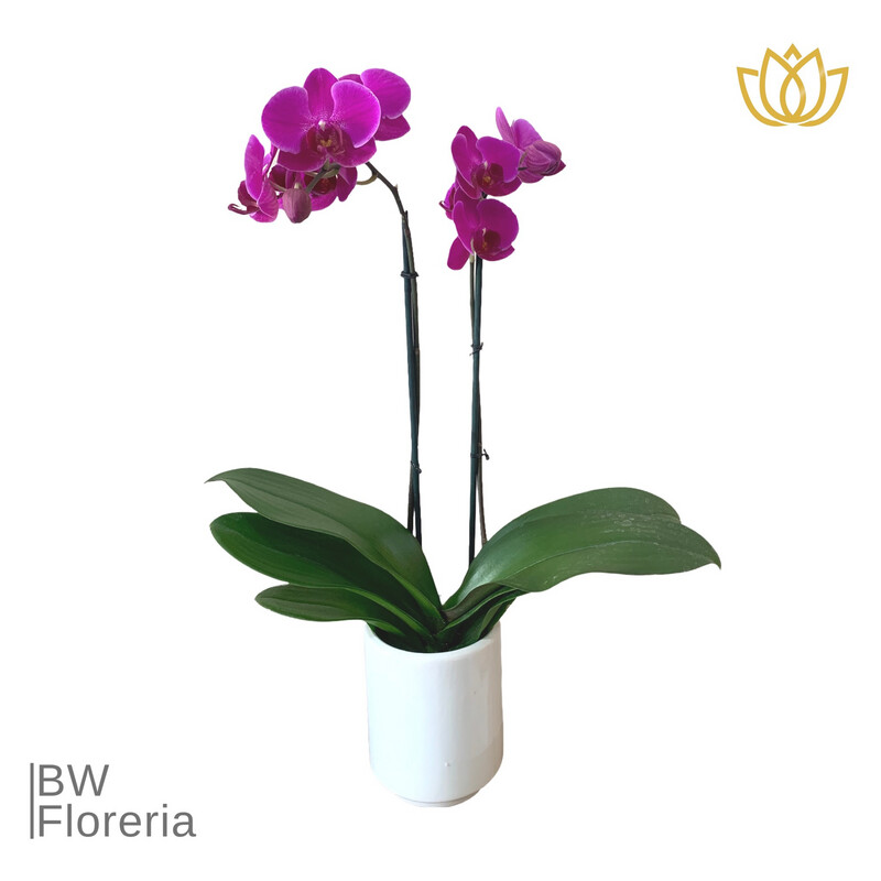 Orquídea phalaenopsis fucsia
