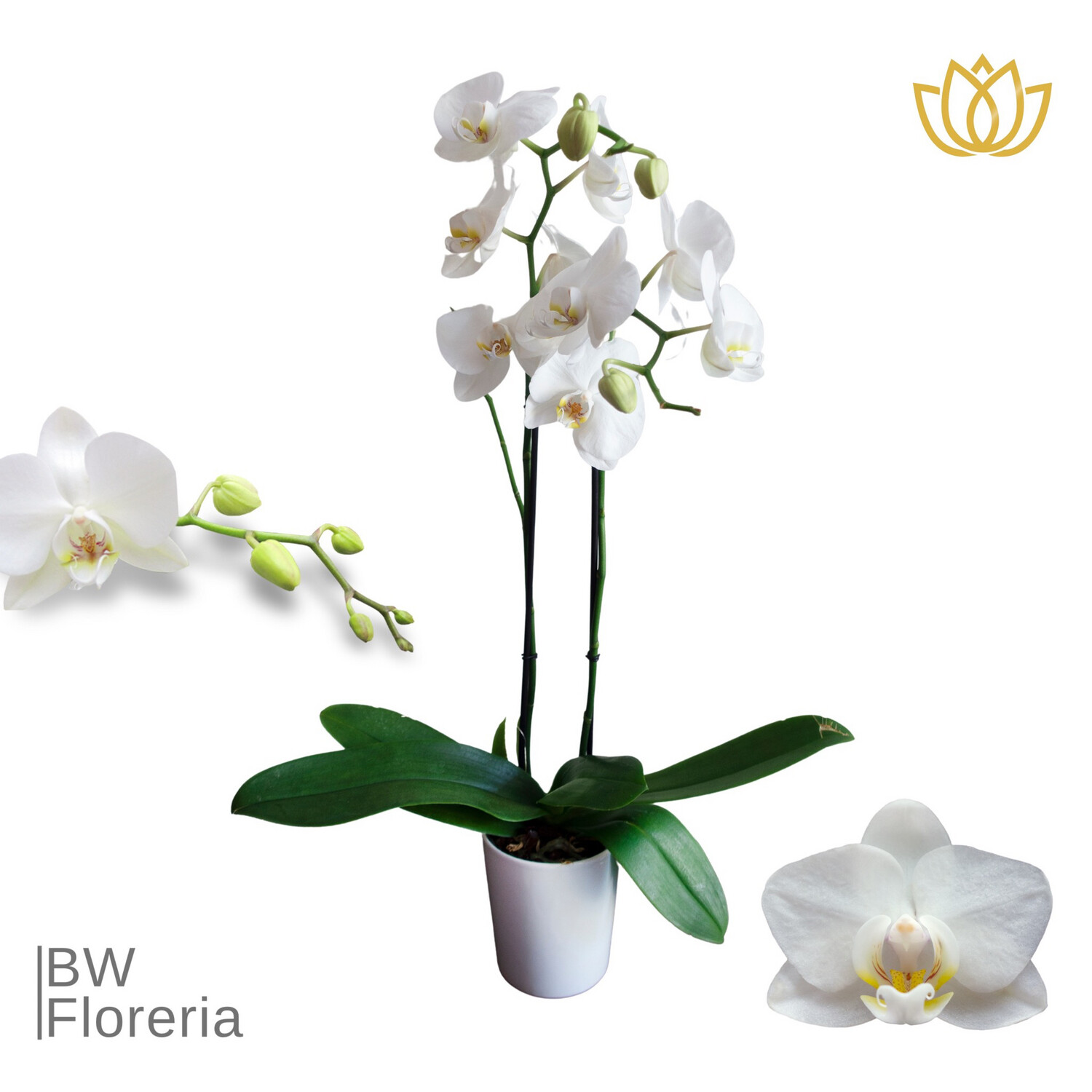 Orquídea Phalaenopsis blanca