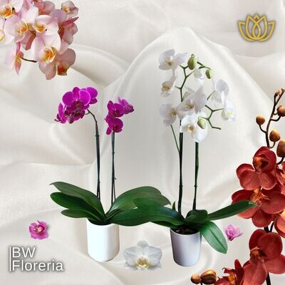 ORQUÍDEAS PHALAENOPSIS 🪴