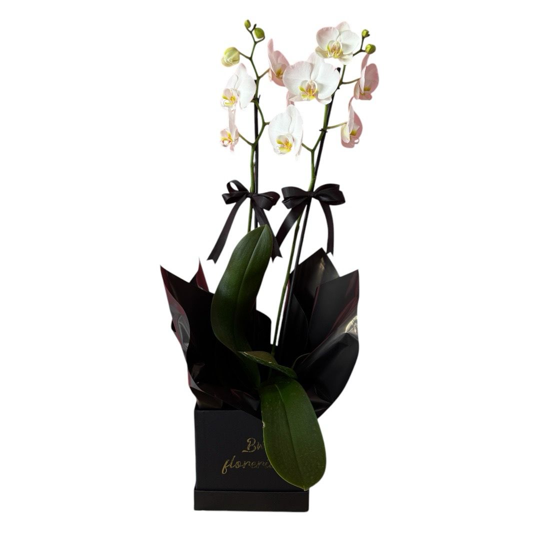 Orquídea Phalaenopsis blanca