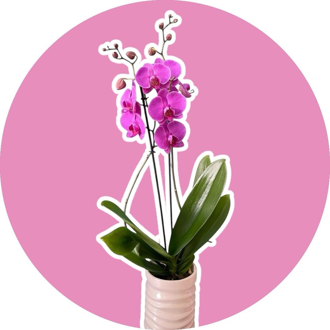 orquídea phalaenopsis  fucsia🤱🏻