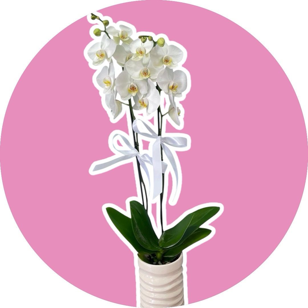 orquídea phalaenopsis blanca 🤱🏻