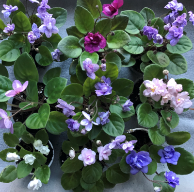 Trailer African Violets - Plant
