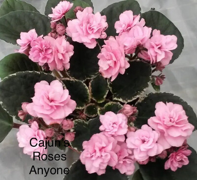 Cajun’s Roses Anyone