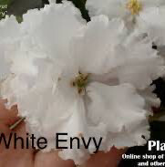 White Envy Leaf