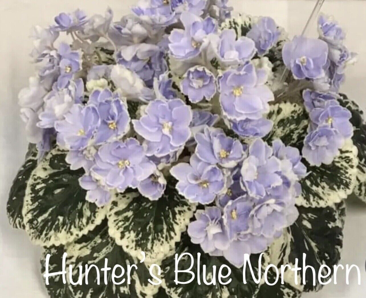 Hunter’s Blue Northern Leaf