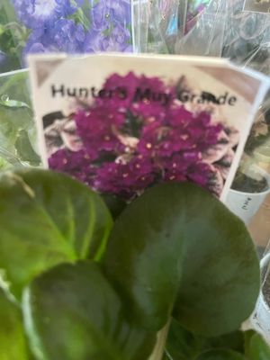 Hunter’s Muy Grande Leaves