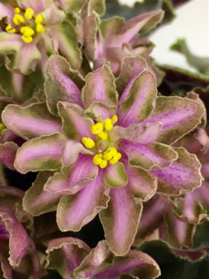 Rahat Lukum Leaves Available