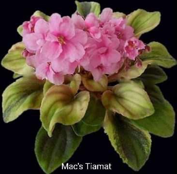 Mac’s Tiamat, Leaves Available