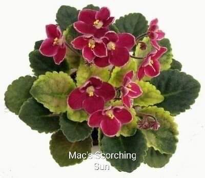 Mac’s Scorching Sun , Leaves Available
