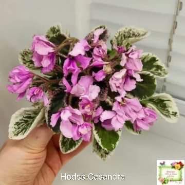 Hodd’s Cassandra