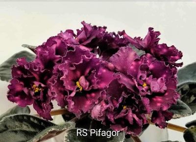 RS Pifagor. Leaves Available