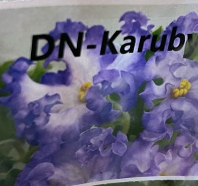 DN Karul. Leaves Available