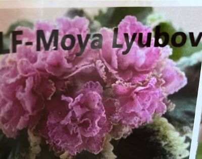 Moya Lyuby, Leaves Available