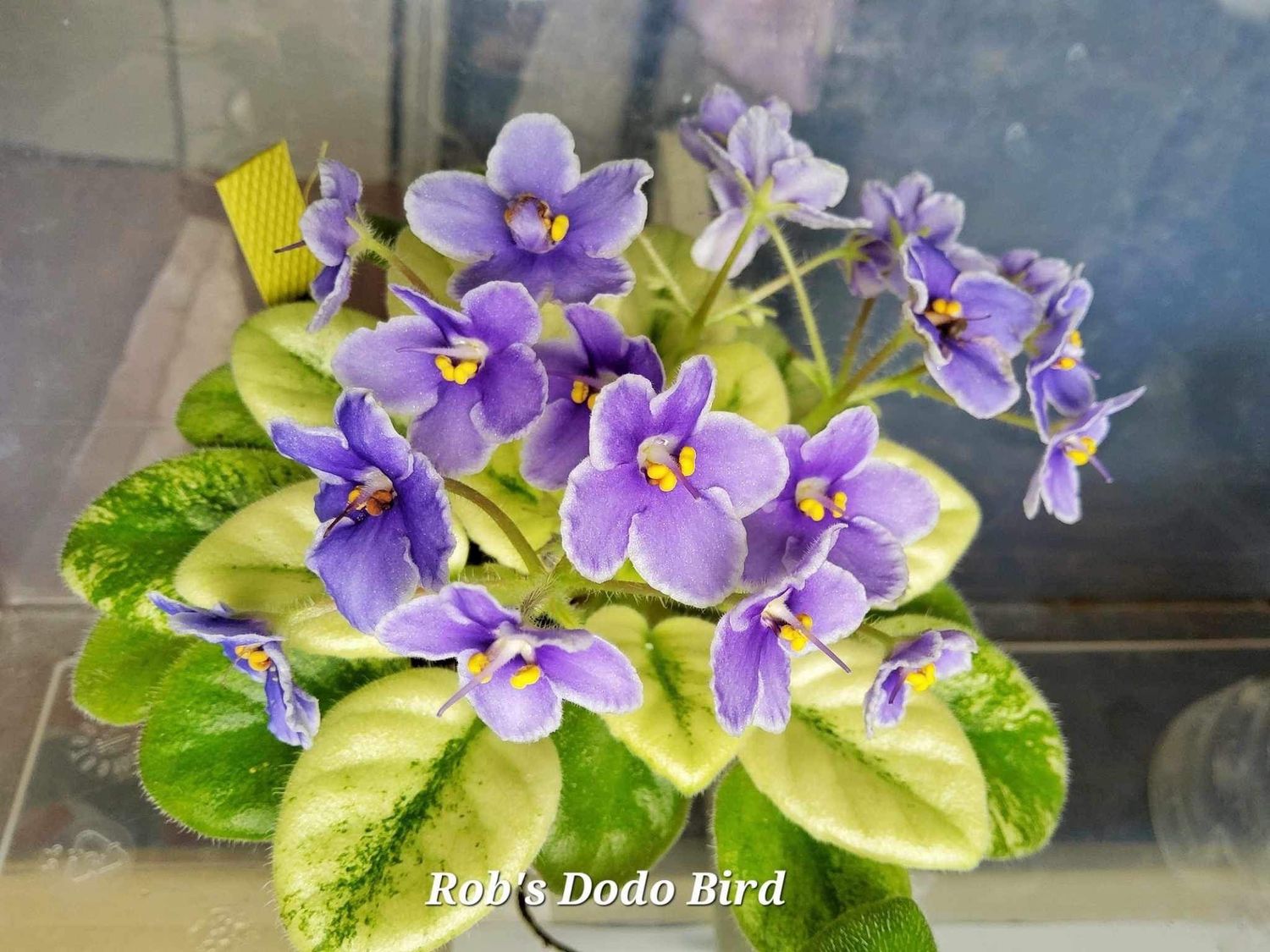 Rob’s Dodo Bird, Leaves Available