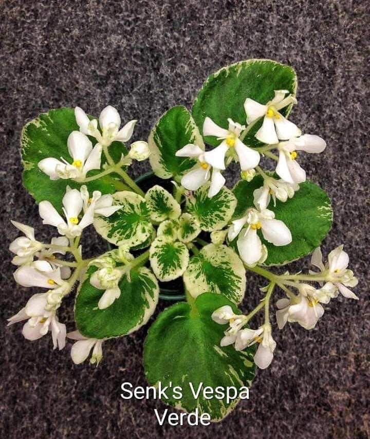 Senk’s Vespa Verde