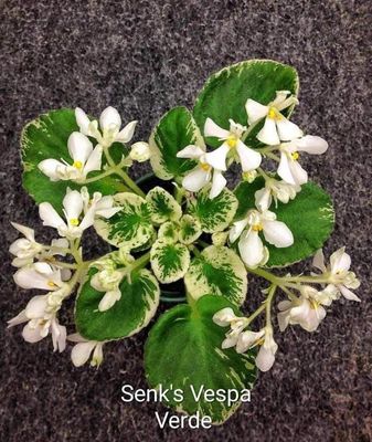 Senk’s Vespa Verde