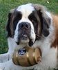 The Saint Bernard Keg