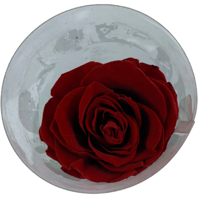 Red Single Preserved  Rose