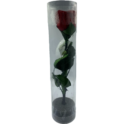 Red Single Preserved  Rose