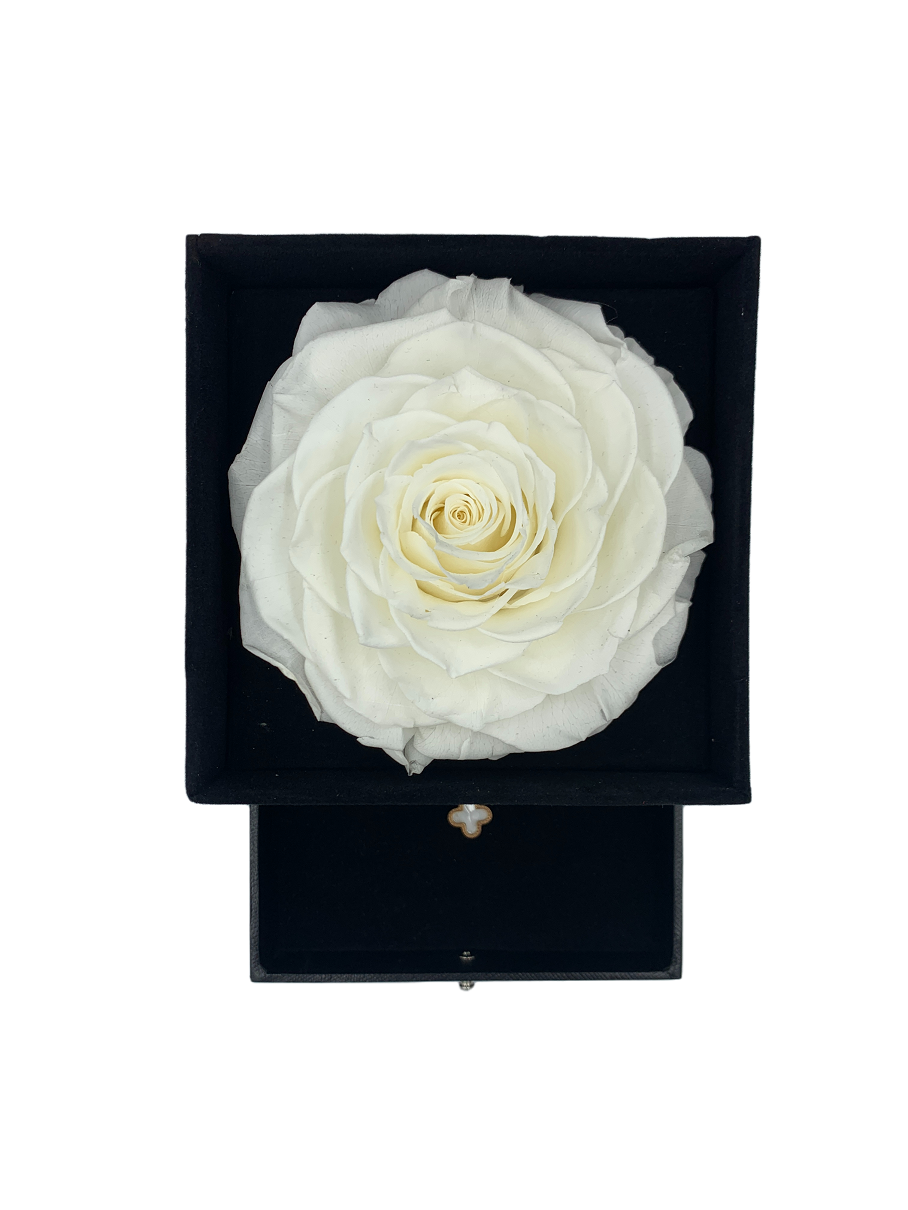Real Preserved White Rose