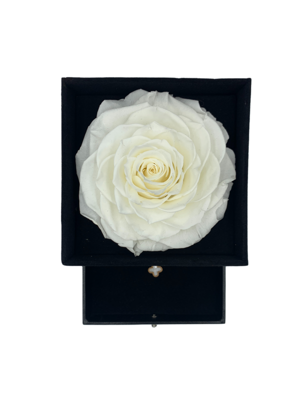 Real Preserved White Rose