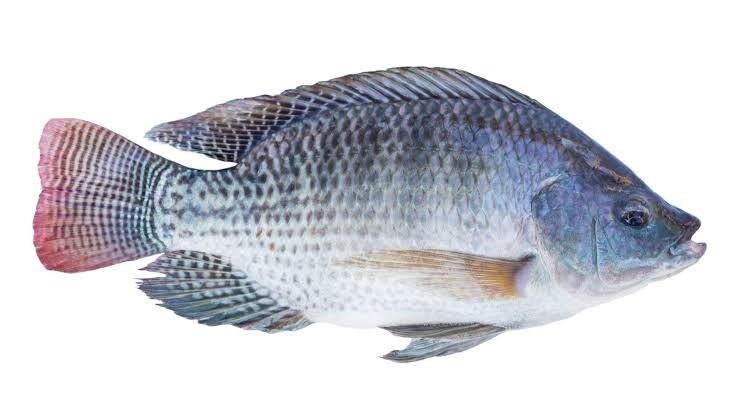 Fish Tilapia / ikan mujair 500g (1pc)