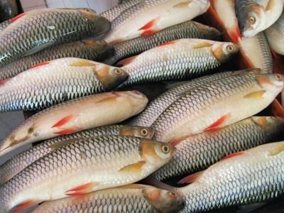 Fish / Ikan Shop