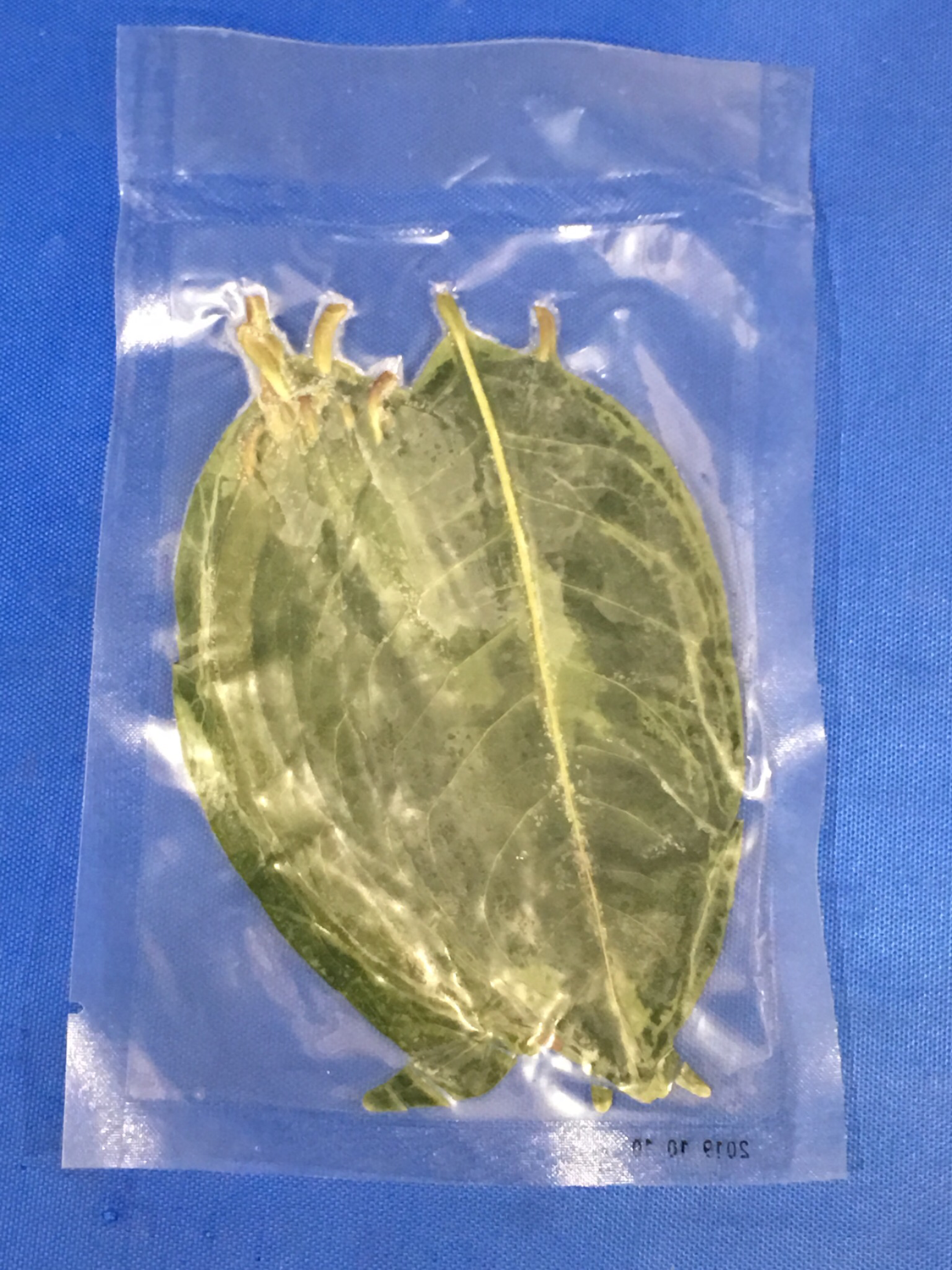 Daun Salam Frozen 