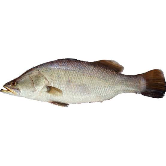 Koral fish cut pieces 800g