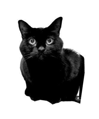 Photo of Nala
