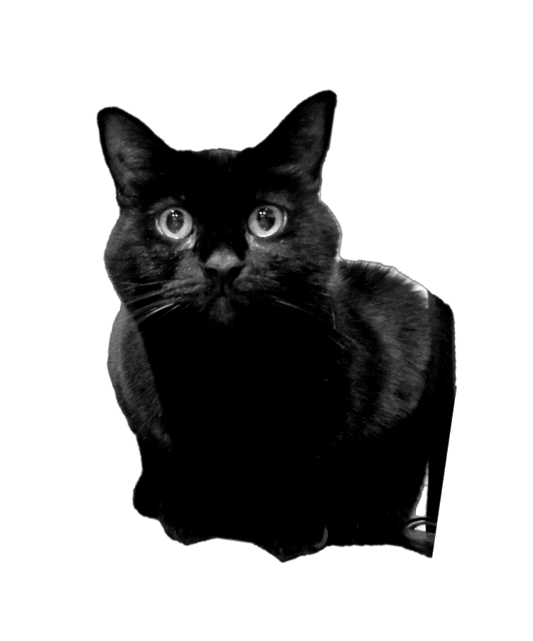 Photo of Nala