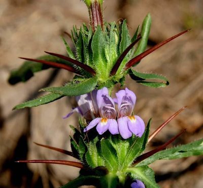 Nieren Detox Thee ( Hygrophila auriculata )