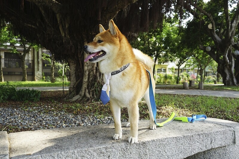 客製 滿版 印花 寵物 項圈 領帶 領結 Pet Collar Tie