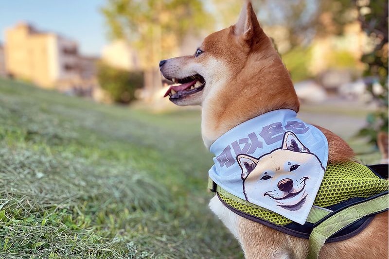 可以色色 柴犬 插畫 三角 鬆緊帶 寵物 領巾