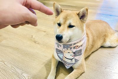 不可以色色 柴犬 插畫 三角 鬆緊帶 寵物 領巾