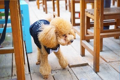 客製 滿版 印花 寵物 背心 Pet vest