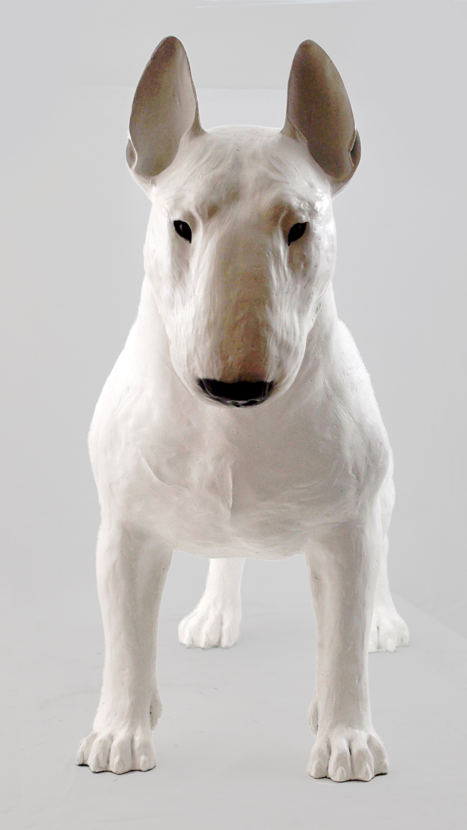 large bull terrier
