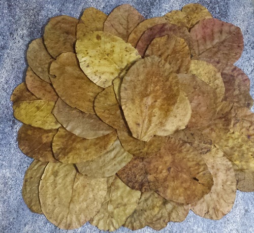 Lot de 100 feuilles de Catappa ( 25 cm - 30 cm )