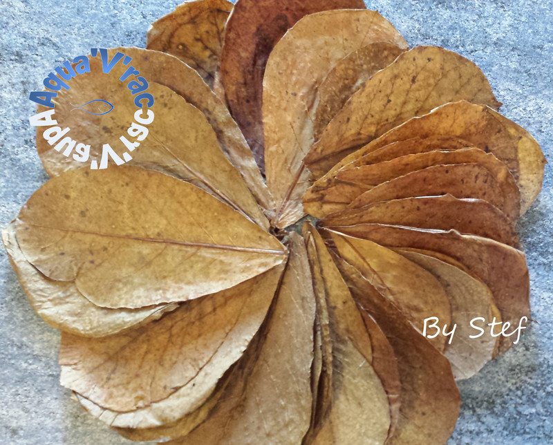 Lot de 20 feuilles de Catappa ( 25 cm - 30 cm )