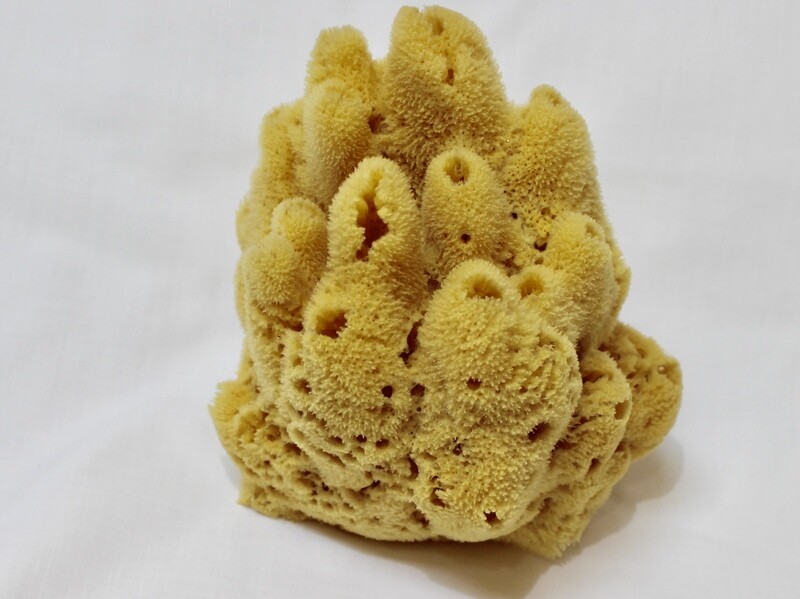 Decorative Yellow Sponge (W)